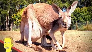 KANGAROOS IN CANADA - Kangaroo Creek Farm, Kelowna BC