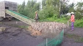 Full video 2 : Daily life of ducks running in the fields foraging - Using trucks to transport ducks 