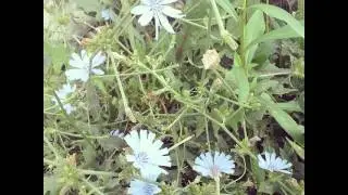 #flower #naute #blossom #plant #garden #green #petal #stem #flowerporn #flowerpop #flowermagic #ta