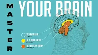 Amygdala Hijack Anxiety How To Control Your 3 Brains