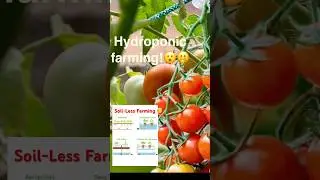 Soil less farming #shorts