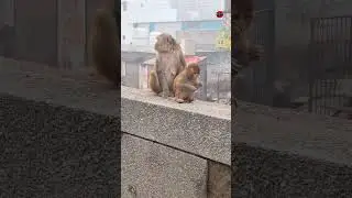 बंदर का बच्चा बाजार खाते हुए #monkey
