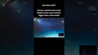 3 Unidentified Deep Sea Creatures #shorts