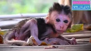 Lovely baby monkey with the cutest moments with mommy