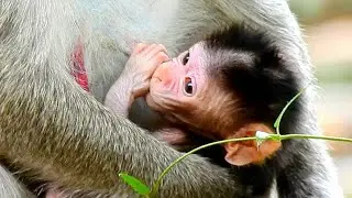 NEAR MOM NO MILK ! Newborn Jody sucking thumb so hungry during mom not comfort milk for him