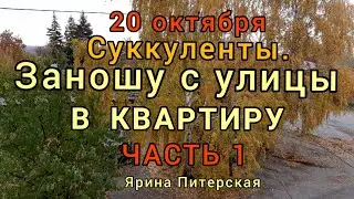20 октября. Заношу суккуленты с улицы в квартиру. Часть 1.