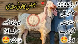 Bhains Colony Bakra Mandi Karachi Cattle Latest Rates Update 15 January 2026 ||Bakra Eid Season 2026
