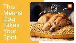 If Your Dog Sleeps in Your Spot, It Means THIS