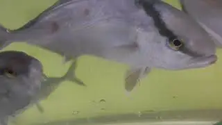 サビキで釣ったヒイラギを切り身にして青物魚水槽へ入れるとカンパチ、シマアジ、ブリ仔魚（ハマチ）が捕食します。