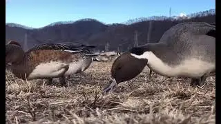 Fiyu Kılkuyruk &ouml;rdek &ouml;rdek sesi #fiyu #travel #ytdayibenionecikarnolur #duck #birds #goose #automobi