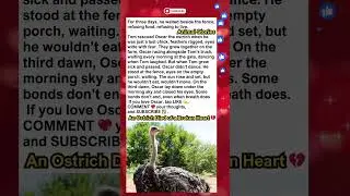 Animal Stories: An Ostrich Died of a Broken Heart 💔