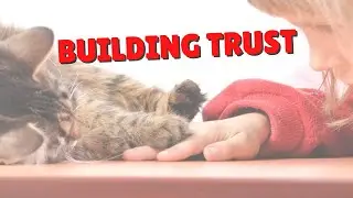 How To Build Your Cat&rsquo;s Trust | Two Crazy Cat Ladies