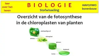 Biologie - Stofwisseling - Overzicht van de fotosynthese in de chloroplasten van planten -
