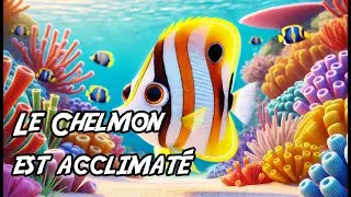 Acclimatation du Chelmon Rostratus
