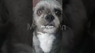 ol&aacute; meu nome &eacute; fofucho tenho 3 aninhos se inscrevam para ajudar minha irm&atilde;zinha Shakira