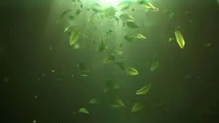 Leaf Flying Logo Animation /Unique Logo Intro After Effects Template /After Effect Intro No# 152