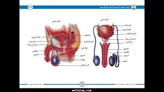 جهاز التكاثر الذكري عند الإنسان 2