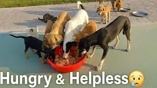 💔 Feeding Street Dogs 🐶 | Hungry Stray Dogs Eat Whatever They Find to Survive 😢❤️