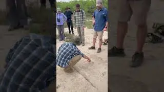 what is unique and a limping white tail