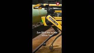 Erster Roboter-Diensthund der Polizei erschossen &ndash; Top News vom 29. M&auml;rz 2024