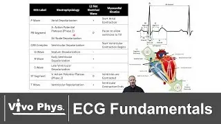 Electrocardiogram Fundamentals
