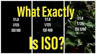ISO Explained for Beginners- Basics of Photography.