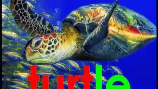 Turtle