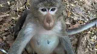 Funny Monkey Daily Life 🐒 | Cute & Smart Monkey Vlog