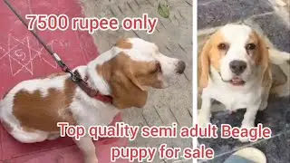 Beagle semi adult puppies for sale/8143226849/hyderabad/dog market in hyderabad 
