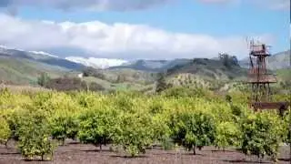 Limoneira - Everlasting Summer