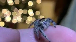 Regal jumping spider chewing her feet and cleaning her fangs Macro lense #jumpingspider #spider