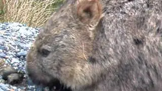 Episode Two - Common Wombat