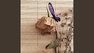Dead Still Butterflies