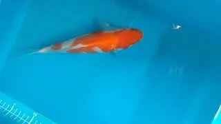Ikan koi Kohaku