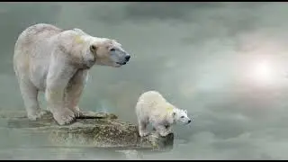 Why the Climate Changes are bad for Polar bears