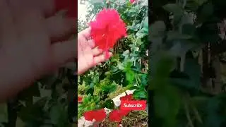 The beautiful Red flowering tree #redflower #redrose #flowertree #shorts