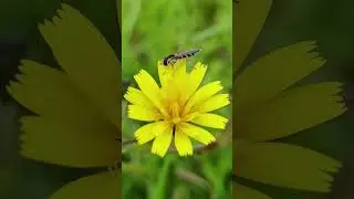 🌸✨ Beauty of Nature & Flowers 🌿🌞 | Fresh Air, Peace & Inspiration 🌼💚