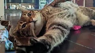 Pet sitting three cats and keeping them happy, healthy and entertained!