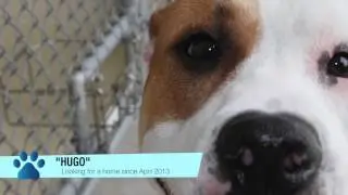 Paws on Parade - HUGO