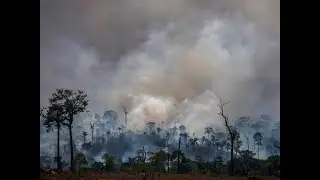 Deforestation - A Short Film