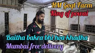 Mumbai Free Delivery HM goat Farm The king of powai 💯% weight gain muscels goat gainer result 