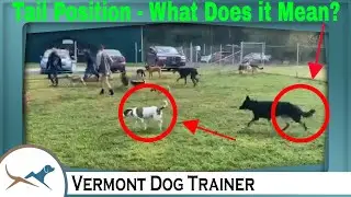 Understanding Dog Body Language and Tail Position