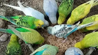 Budgies Parrot Sounds New video |  Australian Parrot Colony | Must Watch #birds #budgies #parrot  ‎