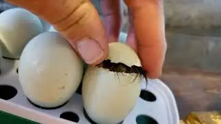 Indian runner duck hatching at 27 days