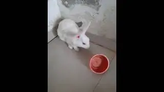 Rabbit playing with bowl - Funny rabbit video.