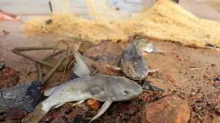 Experience of fishing in Ajay river with grandfather |দাদুকে নিয়ে অজয় নদীতে মাছ ধরতে আসার অভিজ্ঞতা