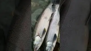 Математическое упражнение по кижучу | Рыбалка на удочку #рыбалкалосось #рыбалка #лосось