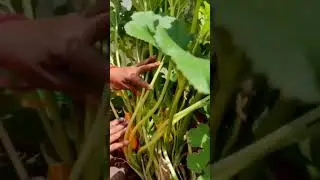 Rare vegetable zucchini | pk gardening world | #shorts #terracegarden #zucchini #redpumpkin