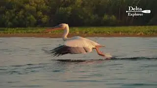 Great White Pelicans (Pelecanus onocratalus) take-of in slow motion, Danube Delta, Romania