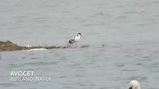 Avocet